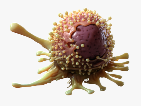 Cancer Cell Tumor 3D Model