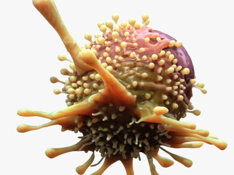 Cancer Cell Tumor 3D Model