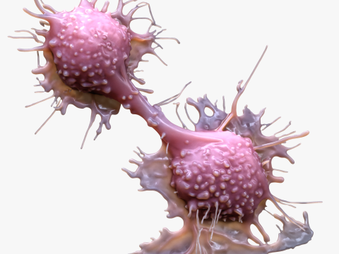 Cancer Cell Tumor 3D 模型