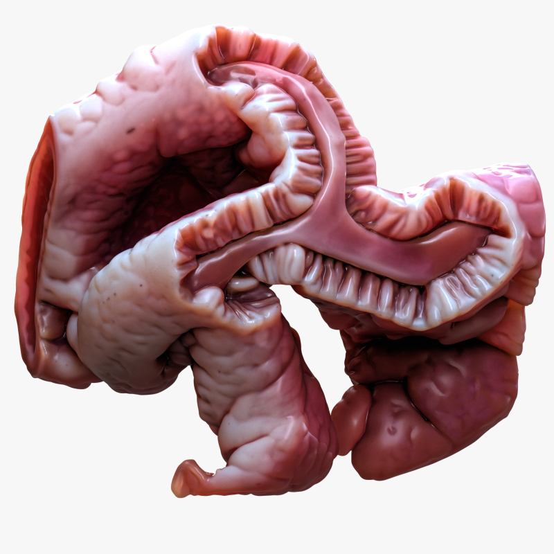 Cylindrical Epithelium of the Gallbladder Model 3D .c4d .max .obj .3ds .fbx .stl .blend