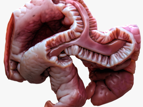 Cylindrical Epithelium of the Gallbladder 3D Model
