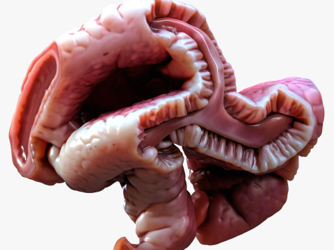 Cylindrical Epithelium of the Gallbladder Model 3D