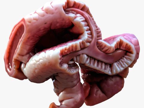 Cylindrical Epithelium of the Gallbladder 3D Model