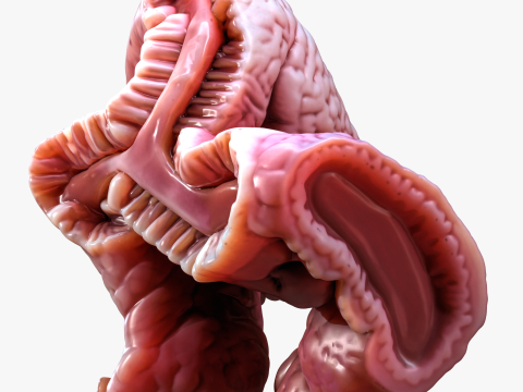 Cylindrical Epithelium of the Gallbladder Model 3D