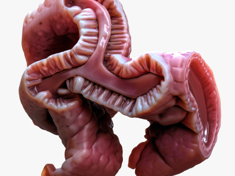 Cylindrical Epithelium of the Gallbladder Model 3D