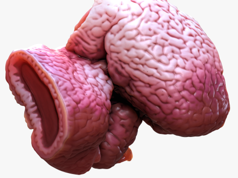 Cylindrical Epithelium of the Gallbladder Model 3D