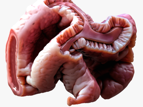 Cylindrical Epithelium of the Gallbladder Model 3D