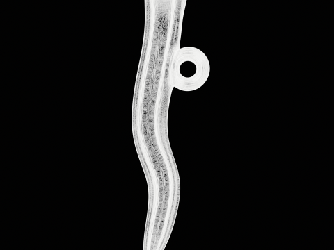Curved Nail Pendant 3D printmodel