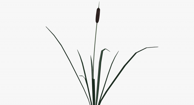 reed lowpoly 3D Model .c4d .max .obj .3ds .fbx .stl .blend 