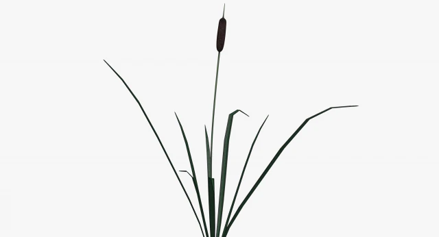 reed lowpoly 3D Model .c4d .max .obj .3ds .fbx .stl .blend 