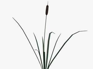 reed lowpoly 3D मॉडल