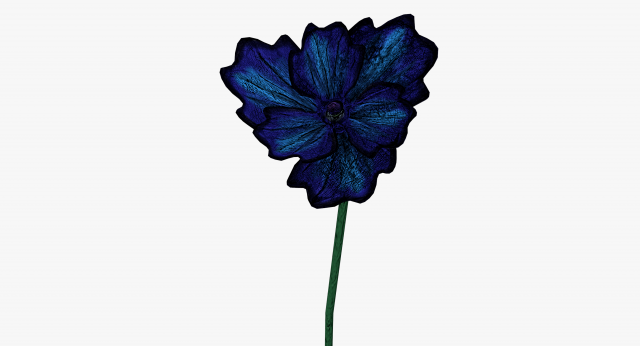 blue poppy 3D 模型 .c4d .max .obj .3ds .fbx .stl .blend 