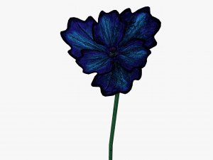 blue poppy 3D Model