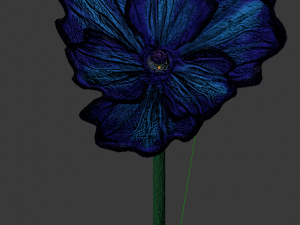 blue poppy 3D 模型