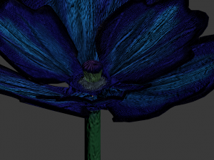 blue poppy 3D 模型