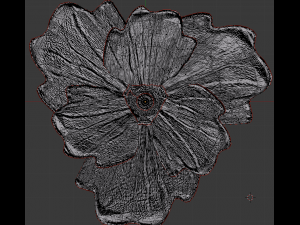 blue poppy 3D 模型