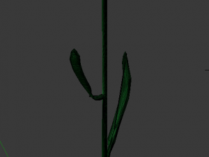purple flower 3D Model