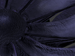 purple flower 3D Model