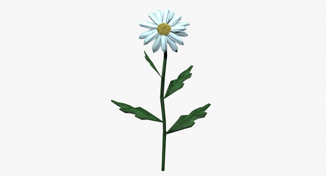 chamomile 3D Model .c4d .max .obj .3ds .fbx .stl .blend 