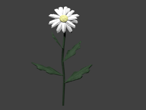 chamomile 3D Model