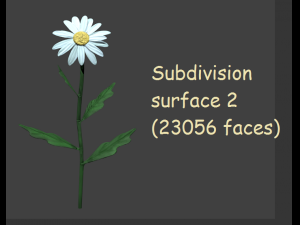 chamomile 3D Model