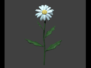 chamomile 3D Model