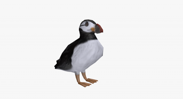 puffin 3D Model .c4d .max .obj .3ds .fbx .stl .blend 