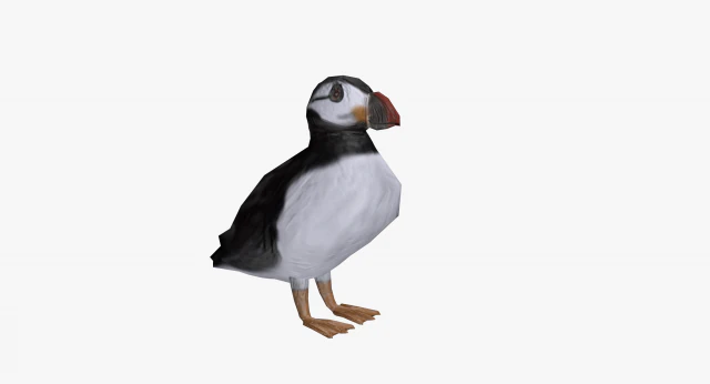 puffin 3D Model .c4d .max .obj .3ds .fbx .stl .blend