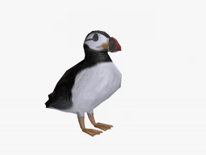 puffin 3D Model
