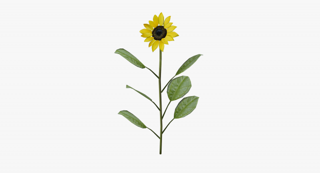 sunflower 3D Model .c4d .max .obj .3ds .fbx .stl .blend 