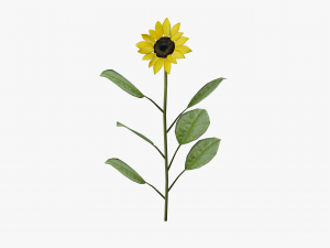 sunflower 3D Model