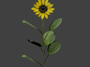 sunflower 3D Model
