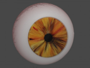 eye 3D Model