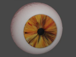 आँख भूरी 3D मॉडल