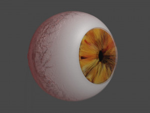 eye brown 3D मॉडल
