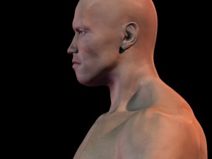 Arnold schwarzenegger body hair and fur 3D Модель