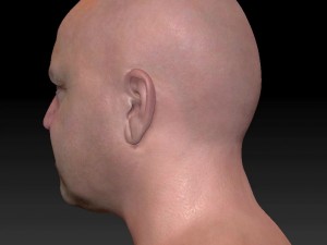 Male head ztl Model 3D