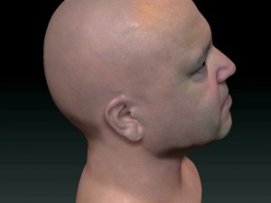 Male head ztl Model 3D