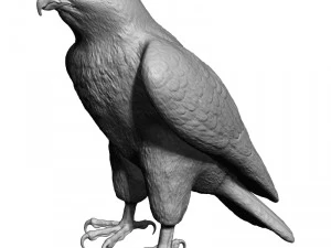 Forma base dell'uccello falco Modello 3D