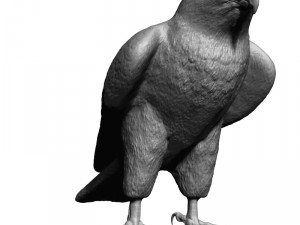 Falcon bird basic shape 3D Модель
