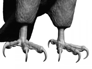 Forma base dell'uccello falco Modello 3D