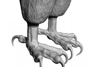 Forma base dell'uccello falco Modello 3D