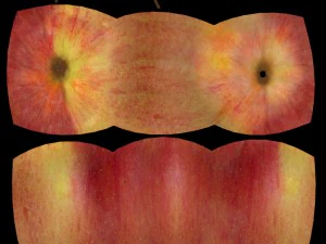 Apple fruit 3D Model