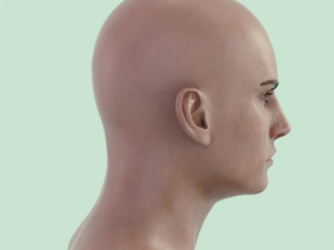Human head male v6 3D Model