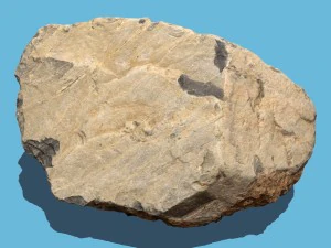 emma pietra Modello 3D