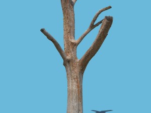 woody the woodpecker 3Dモデル
