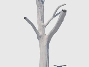 woody the woodpecker 3D Model