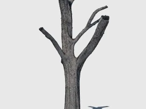 woody the woodpecker 3D Model