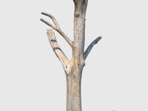 woody the woodpecker 3D Модель