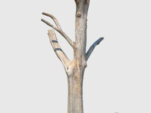 woody the woodpecker 3D Model